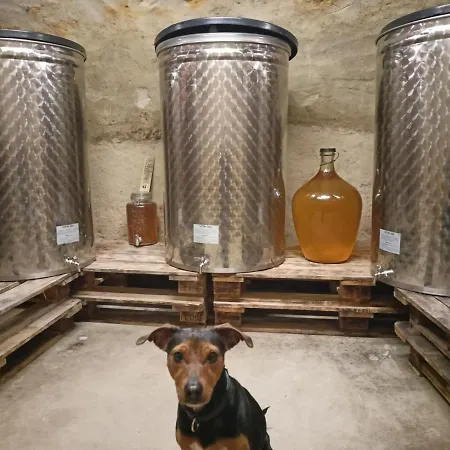 Apartament Apartman A Vinny Sklep - Vino Gallus *